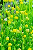 Pineapple flower, Cephalophora aromatica, Pineapples, flowers