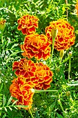 French Marigold Bonanza Flamme, Tagetes patula Bonanza Flamme, flowers