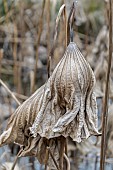 Dry brown leaves of Sacred lotus (Nelumba nucifera) in pond in winter