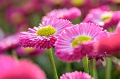 Daisy (Bellis perennis) Galaxy Rose