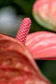 Anthurium (Anthurium andreanum Grp) Pink Champion