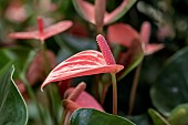 Anthurium (Anthurium andreanum Grp) Pink Champion
