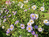 China Aster, Callistephus chinensis Gloire de Genève, flowers