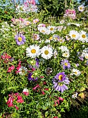 China Aster, Callistephus chinensis Gloire de Genève, flowers