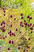 Mexican Feather Grass, Stipa tenuissima Pony Tails and Globe amaranth, Gomphrena globosa Fireworks, flowers