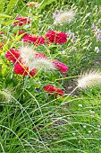White Flowering Fountain Grass, Pennisetum villosum and Zinnia elegans Dreamland Red, flowers