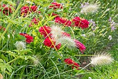 White Flowering Fountain Grass, Pennisetum villosum and Zinnia elegans Dreamland Red, flowers