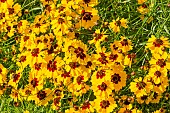 Golden Tickseed Disque dOr, Coreopsis tinctoria Disque dOr, flowers