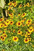 Golden Tickseed Disque dOr, Coreopsis tinctoria Disque dOr, flowers