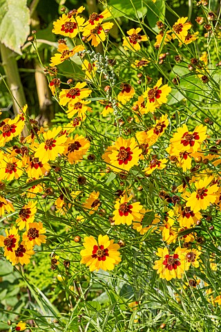 Golden_Tickseed_Disque_dOr_Coreopsis_tinctoria_Disque_dOr_flowers