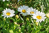 Shasta Daisy, Leucanthemum superbum Madonna, flowers
