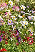 China Aster, Callistephus chinensis Gloire de Genève, flowers