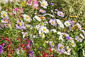 China Aster, Callistephus chinensis Gloire de Genève, flowers