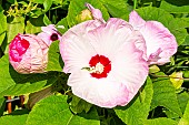 Hibiscus Luna Blush, Hibiscus moscheutos Luna Blush, flowers