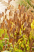 orthern Sea Oats, Chasmanthium latifolium, ears