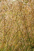 Giant Feather Grass, Stipa gigantea, ears