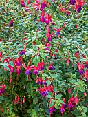 Ladys Eardrops, Fuchsia Jules Daloge, in bloom