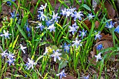 Glory Of The Snow, Chionodoxa luciliae, flowers