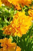 Golden Tickseed, Coreopsis tinctoria Early Sunrise, flowers