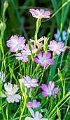 Common corncockle, Agrostemma githago Contessa Pale Pink, flowers