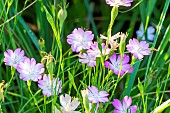 Common corncockle, Agrostemma githago Contessa Pale Pink, flowers