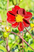 Dahlia Cosmos Mexican Black, Dahlia Mexican Black, flower