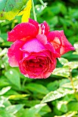 Rose Bruno Perpoint, Rosa Bruno Perpoint, flower