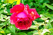 Rose Bruno Perpoint, Rosa Bruno Perpoint, flower