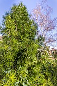 Japanese Umbrella Pine, Sciadopitys verticillata