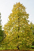 Turkish hazel, Corylus colurna