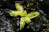 Midges caught by a leaf of Butterwort (Pinguicula macroceras), leaf = sticky trap of the carnivorous plant, Jean-Marie Pelt Botanical Garden, Nancy, Lorraine, France