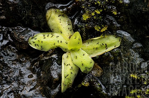 Midges_caught_by_a_leaf_of_Butterwort_Pinguicula_macroceras_leaf__sticky_trap_of_the_carnivorous_pla