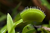 Venus flytrap (Dionaea muscipula), carnivorous plant, Jean-Marie Pelt Botanical Garden, Nancy, Lorraine, France