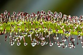 King Sundew (Drosera regia) carnivorous plant native to South Africa, Jean-Marie Pelt Botanical Garden, Nancy, Lorraine, France