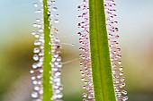 King Sundew (Drosera regia) carnivorous plant native to South Africa, Jean-Marie Pelt Botanical Garden, Nancy, Lorraine, France