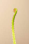 Portuguese Sundew (Drosophyllum lusitanicum), carnivorous plant, Jean-Marie Pelt Botanical Garden, Nancy, Lorraine, France