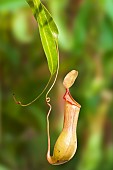 Nepenthes urn trap (Nepenthes sp), carnivorous plant, Jean-Marie Pelt Botanical Garden, Nancy, Lorraine, France