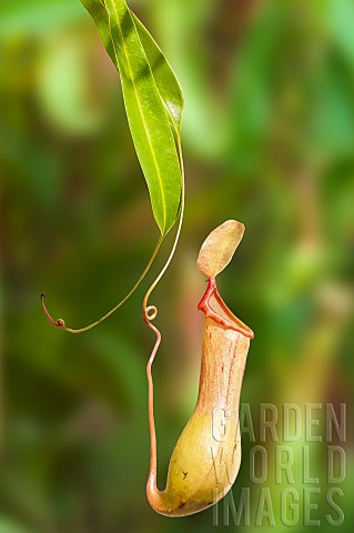 Nepenthes_urn_trap_Nepenthes_sp_carnivorous_plant_JeanMarie_Pelt_Botanical_Garden_Nancy_Lorraine_Fra