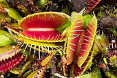 Trap of Venus flytrap (Dionaea muscipula), carnivorous plant native to N Carolina, Jean-Marie Pelt Botanical Garden, Nancy, Lorraine, France