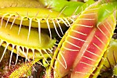 Trap of Venus flytrap (Dionaea muscipula), carnivorous plant native to N Carolina, Jean-Marie Pelt Botanical Garden, Nancy, Lorraine, France