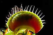 Fly caught in a trap of Venus flytrap (Dionaea muscipula), carnivorous plant native to N Carolina, Jean-Marie Pelt Botanical Garden, Nancy, Lorraine, France