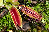 Fly caught in a trap of Venus flytrap (Dionaea muscipula), carnivorous plant native to N Carolina, Jean-Marie Pelt Botanical Garden, Nancy, Lorraine, France