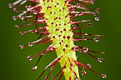 Sundew (Drosera sp) carnivorous plant, Jean-Marie Pelt Botanical Garden, Nancy, Lorraine, France