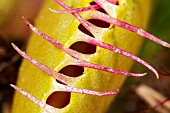 Trap of Venus flytrap (Dionaea muscipula), carnivorous plant native to N Carolina, Jean-Marie Pelt Botanical Garden, Nancy, Lorraine, France