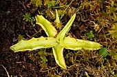 Common Butterwort (Pinguicula vulgaris) carnivorous plant, Jardin daltitude du Haut Chitelet, Vosges, France