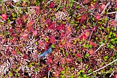 Dragonfly trapped by Round-leaved sundew (Drosera rotundifolia), carnivorous plant, Lake Blanchemer, Vosges, France