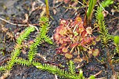 Round-leaved sundew (Drosera rotundifolia), carnivorous plant, Lake Blanchemer, Vosges, France