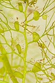 Trap for the bladderwort (Utricularia sp), an aquatic carnivorous plant, Sée dUrbès bog, Vosges, France