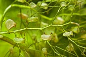 Trap for the bladderwort (Utricularia sp), an aquatic carnivorous plant, Sée dUrbès bog, Vosges, France