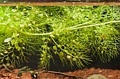 Trap for the bladderwort (Utricularia sp), an aquatic carnivorous plant, Sée dUrbès bog, Vosges, France